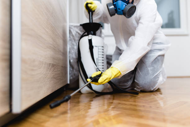Best Flea Control Services  in Kelseyville, CA