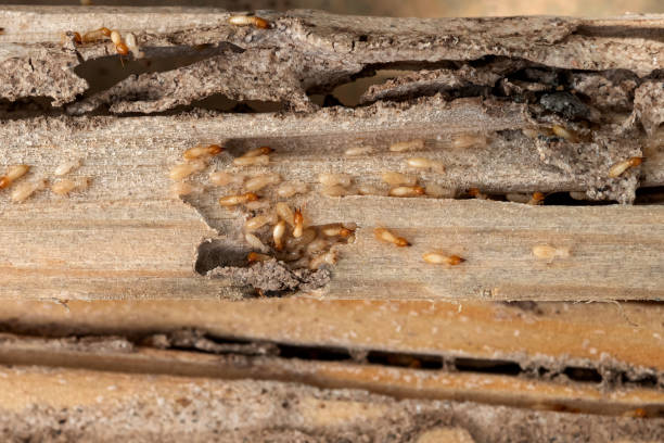 Best Termite Control Services  in Kelseyville, CA